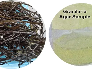 Method for Identification of Seaweed Samples With High Agar Yield and Gel Strength