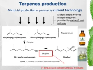 Recombinant terpene synthase