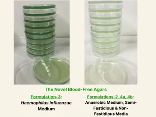 BLOOD FREE AGAR