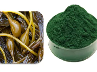 SargaPrebio powder (Sargassum Prebiotic powder): Use of seaweed as feed enhancer for aquatic animals