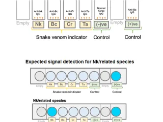 An Immunodiagnostic Assay Kit for Detecting Snake Venom Antigen and a Method of Using Thereof